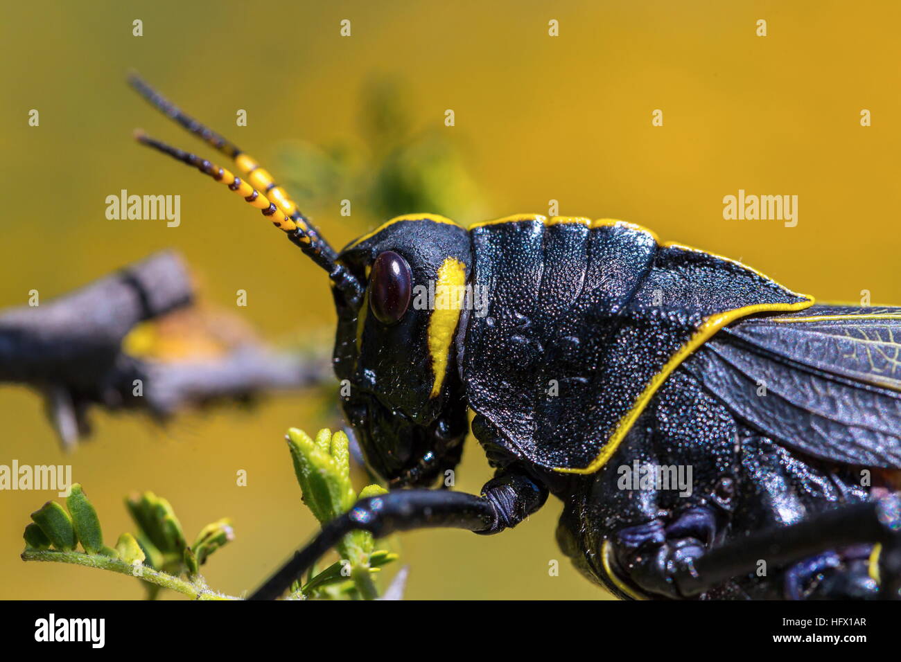 Le cheval de l'ouest lubber grasshopper est un nombre relativement important d'espèces de sauterelles sauterelle la famille trouve Banque D'Images