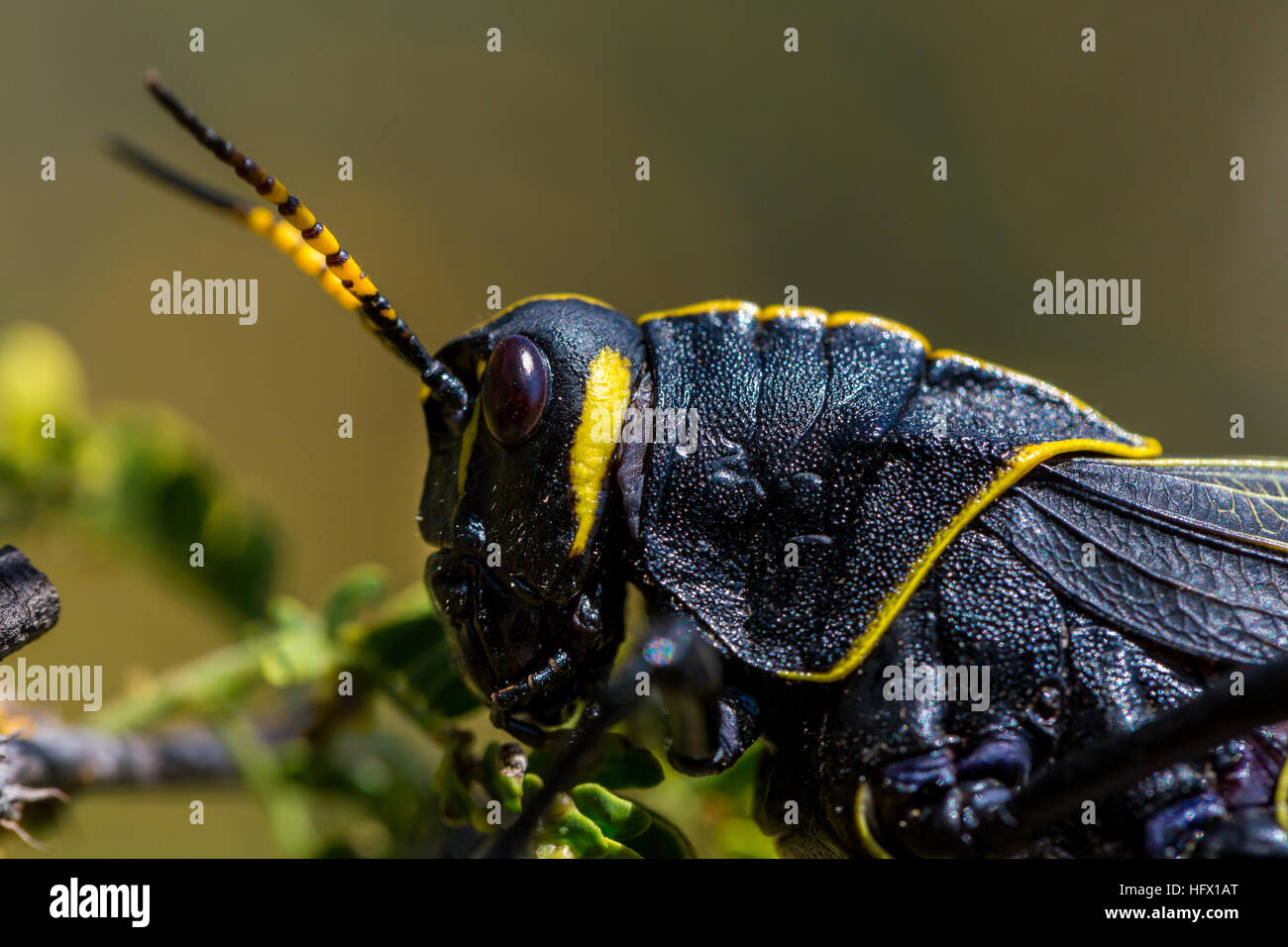 Le cheval de l'ouest lubber grasshopper est un nombre relativement important d'espèces de sauterelles sauterelle la famille trouve Banque D'Images