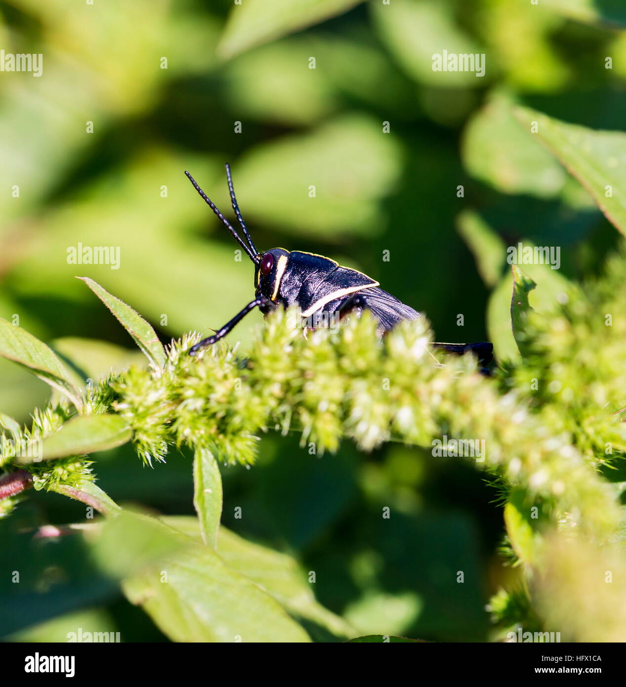Le cheval de l'ouest lubber grasshopper est un nombre relativement important d'espèces de sauterelles sauterelle la famille trouve Banque D'Images