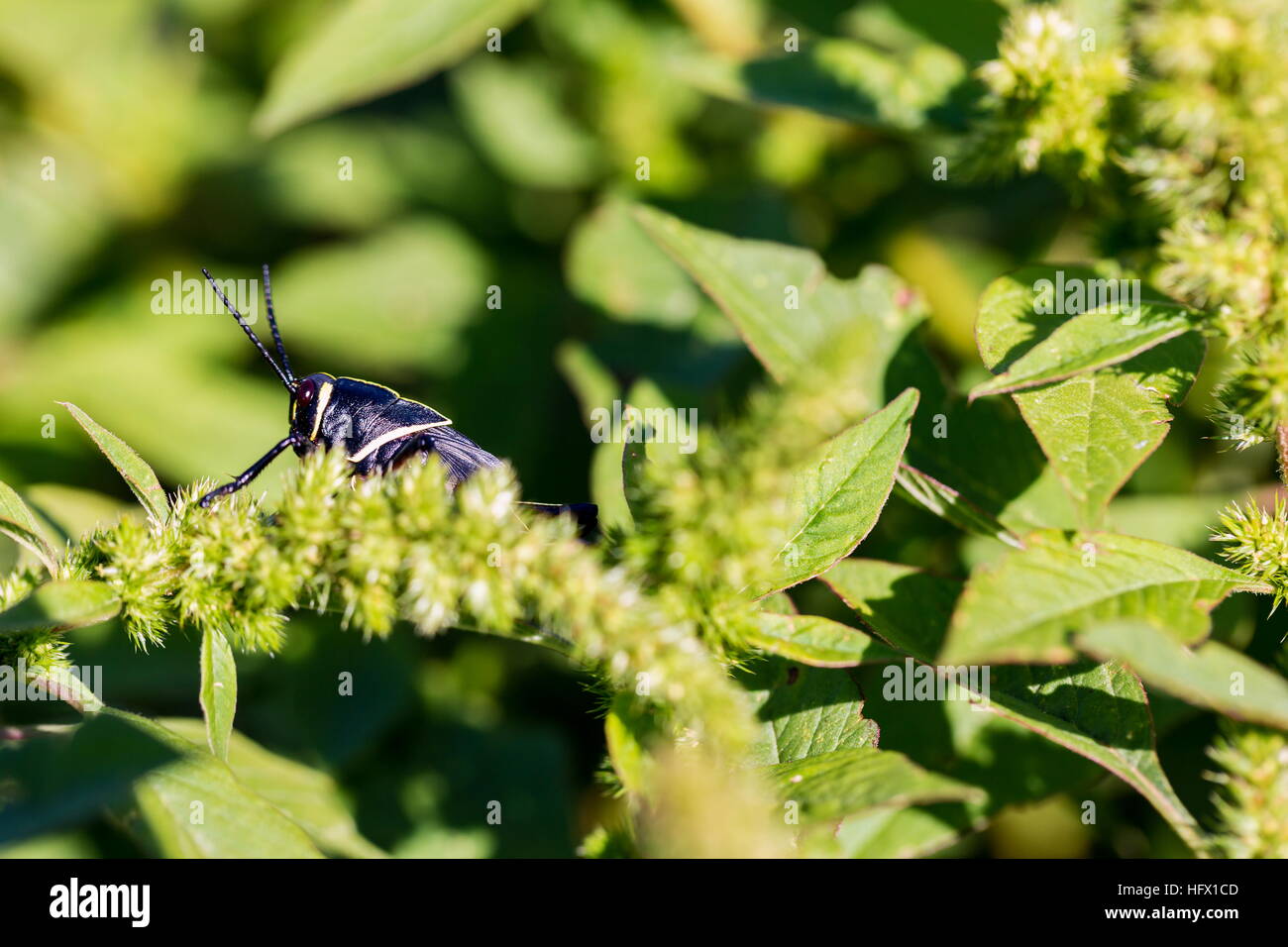 Le cheval de l'ouest lubber grasshopper est un nombre relativement important d'espèces de sauterelles sauterelle la famille trouve Banque D'Images