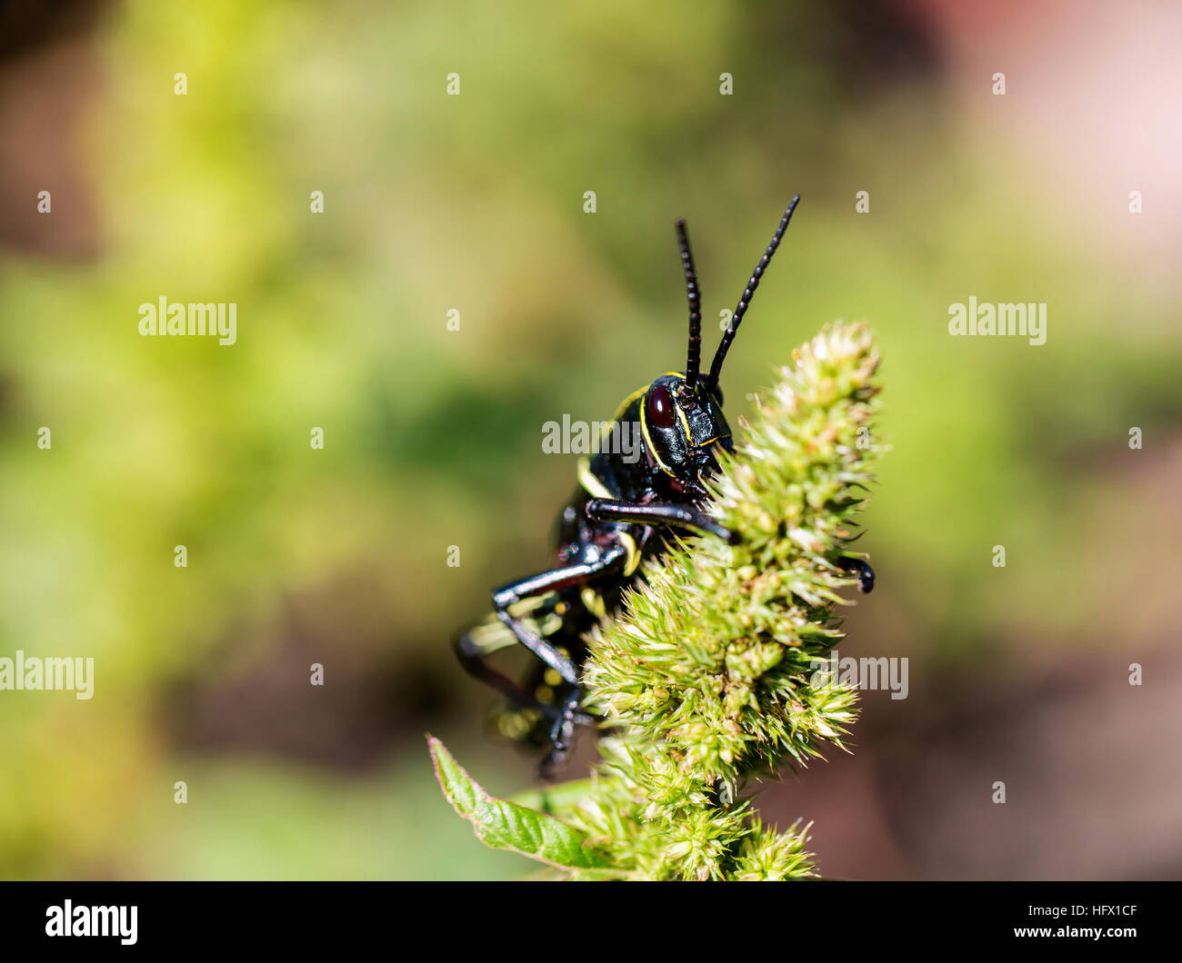 Le cheval de l'ouest lubber grasshopper est un nombre relativement important d'espèces de sauterelles sauterelle la famille trouve Banque D'Images