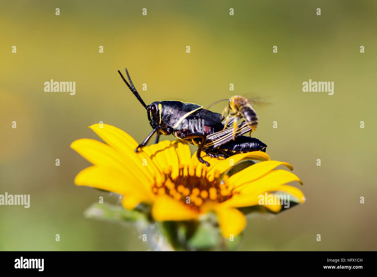 Le cheval de l'ouest lubber grasshopper est un nombre relativement important d'espèces de sauterelles sauterelle la famille trouve Banque D'Images