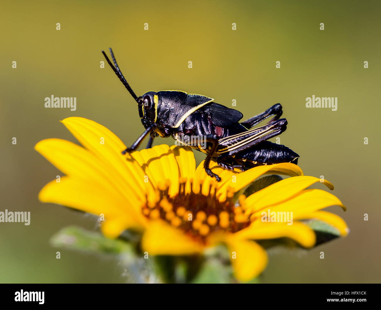 Le cheval de l'ouest lubber grasshopper est un nombre relativement important d'espèces de sauterelles sauterelle la famille trouve Banque D'Images