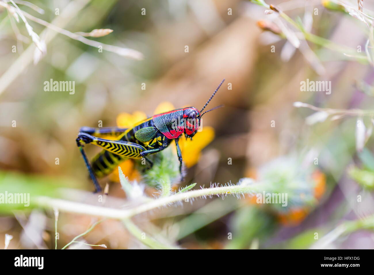 Sauterelle arc-en-ciel du Mexique. Banque D'Images