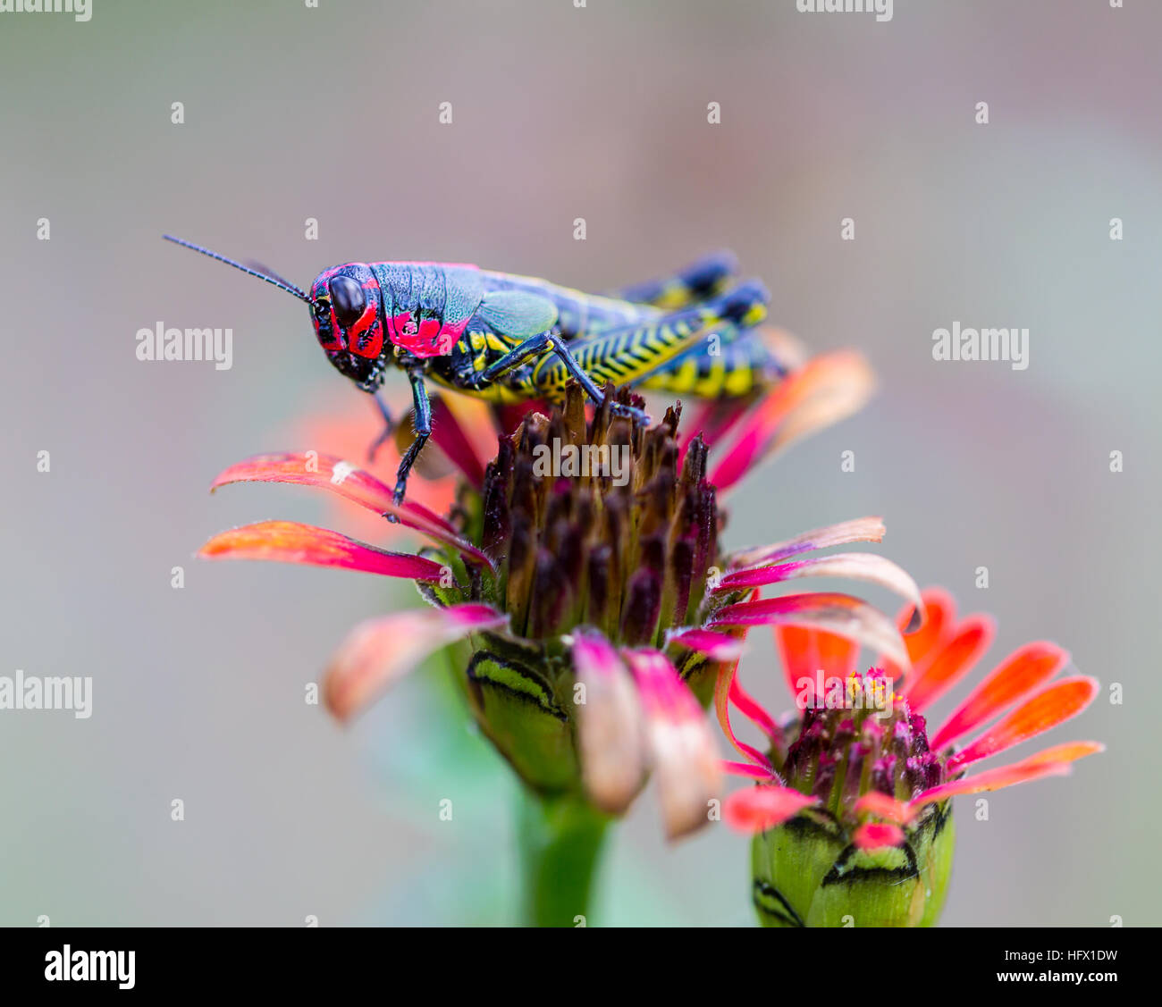 Sauterelle arc-en-ciel du Mexique. Banque D'Images
