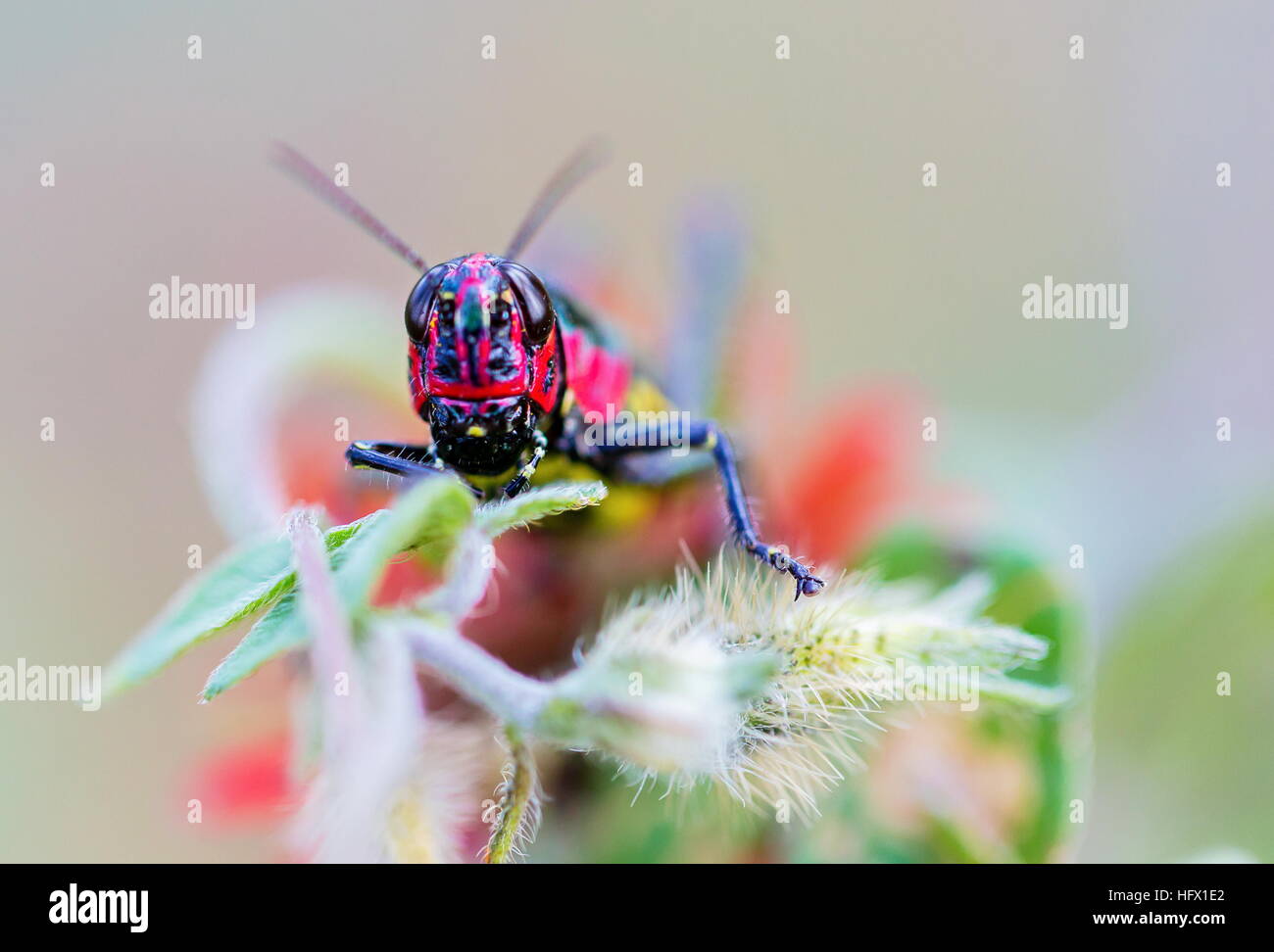 Sauterelle arc-en-ciel du Mexique. Banque D'Images