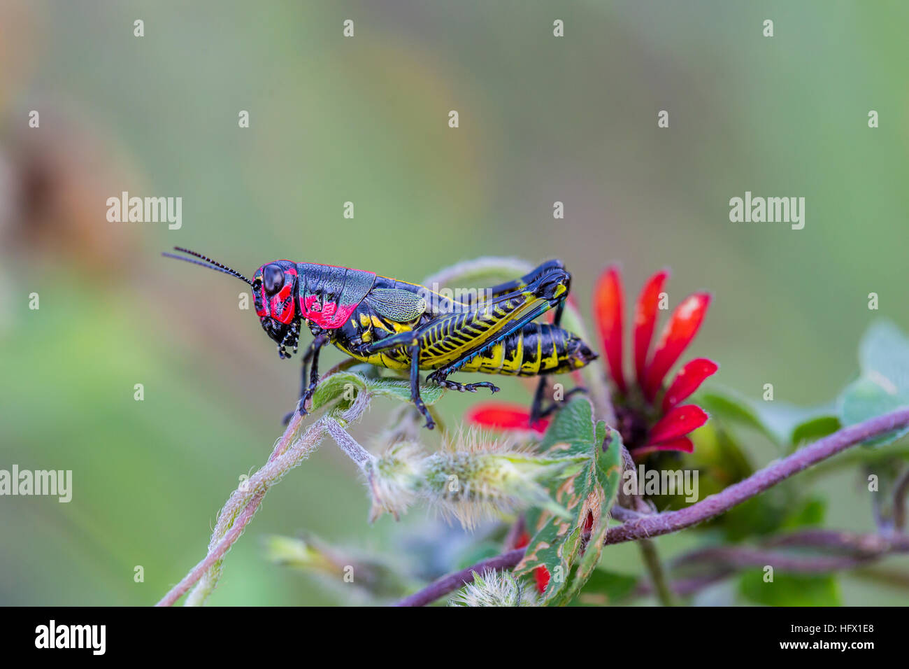 Sauterelle arc-en-ciel du Mexique. Banque D'Images