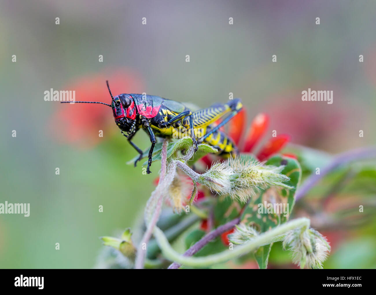 Sauterelle arc-en-ciel du Mexique. Banque D'Images