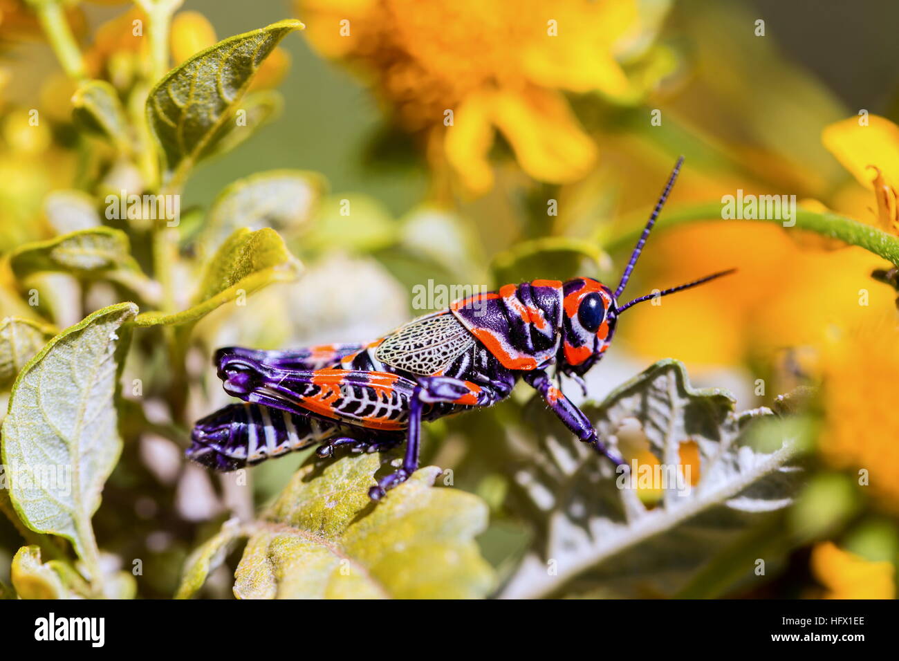 Sauterelle arc-en-ciel du Mexique. Banque D'Images