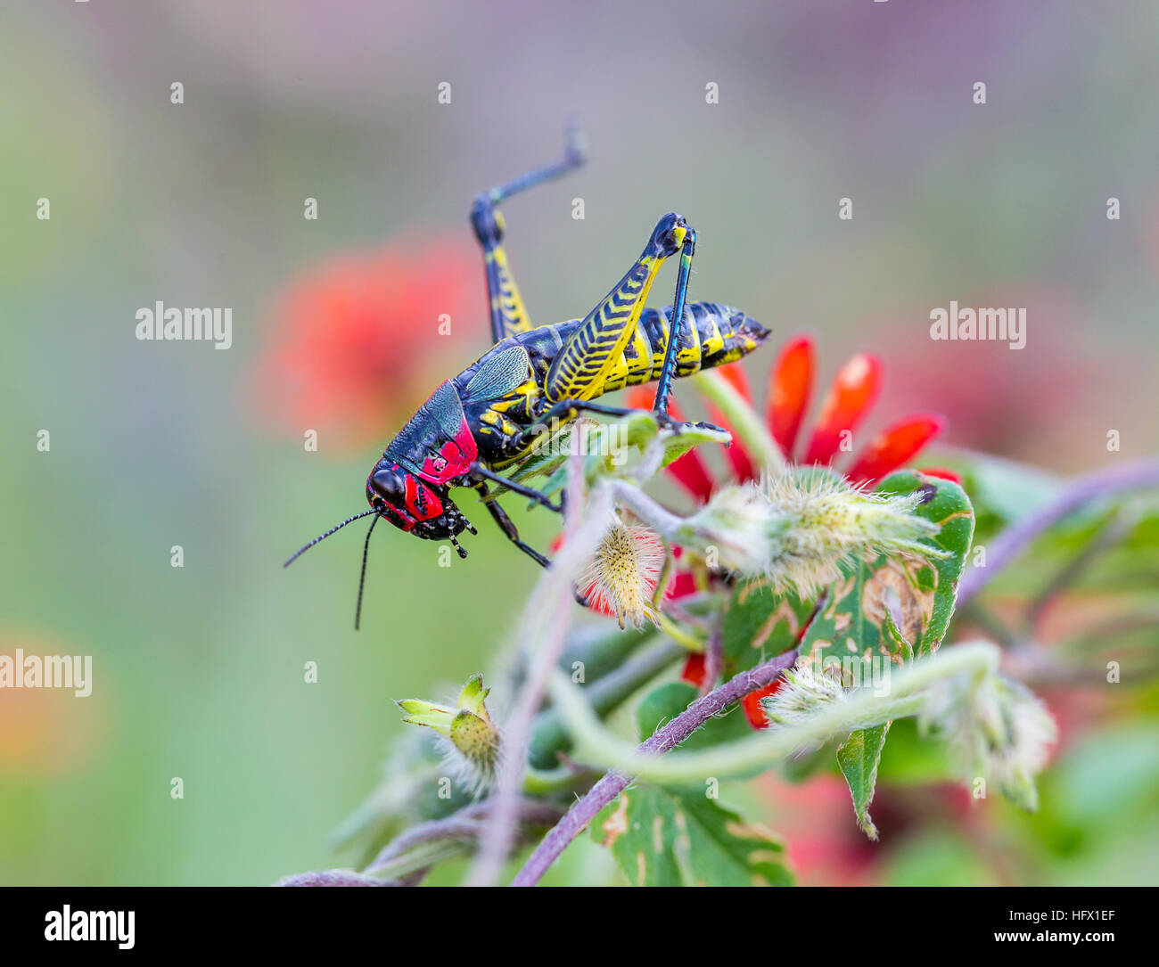 Sauterelle arc-en-ciel du Mexique. Banque D'Images