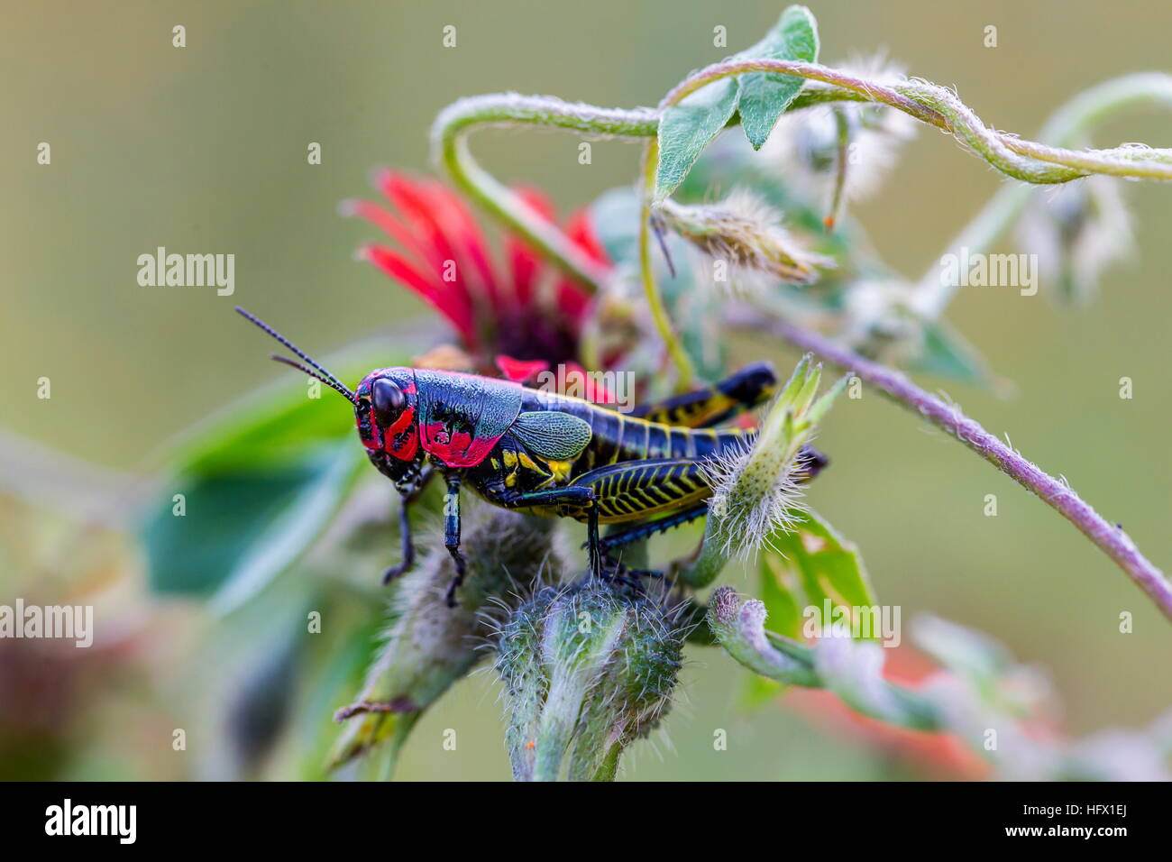 Sauterelle arc-en-ciel du Mexique. Banque D'Images