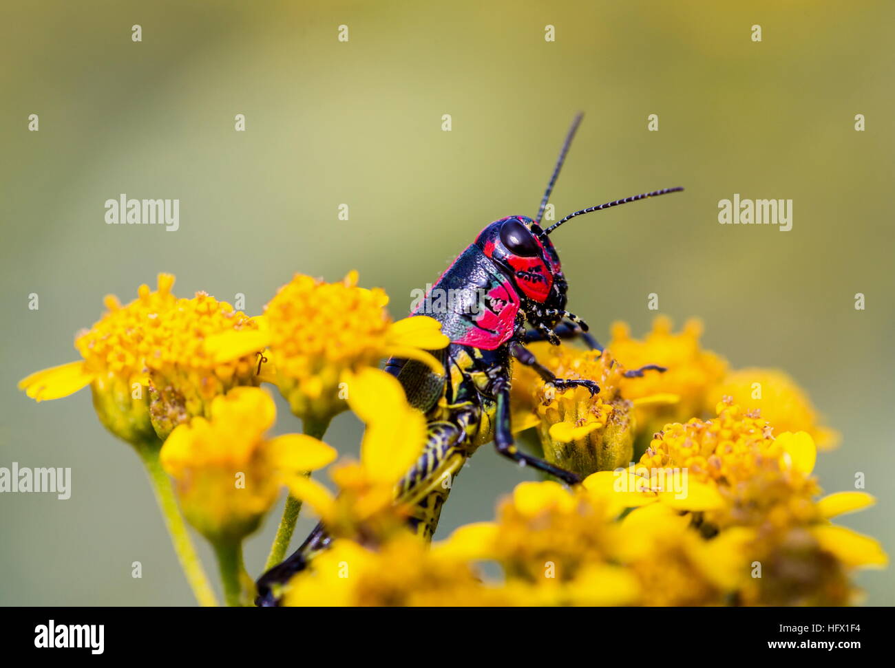 Sauterelle arc-en-ciel du Mexique. Banque D'Images