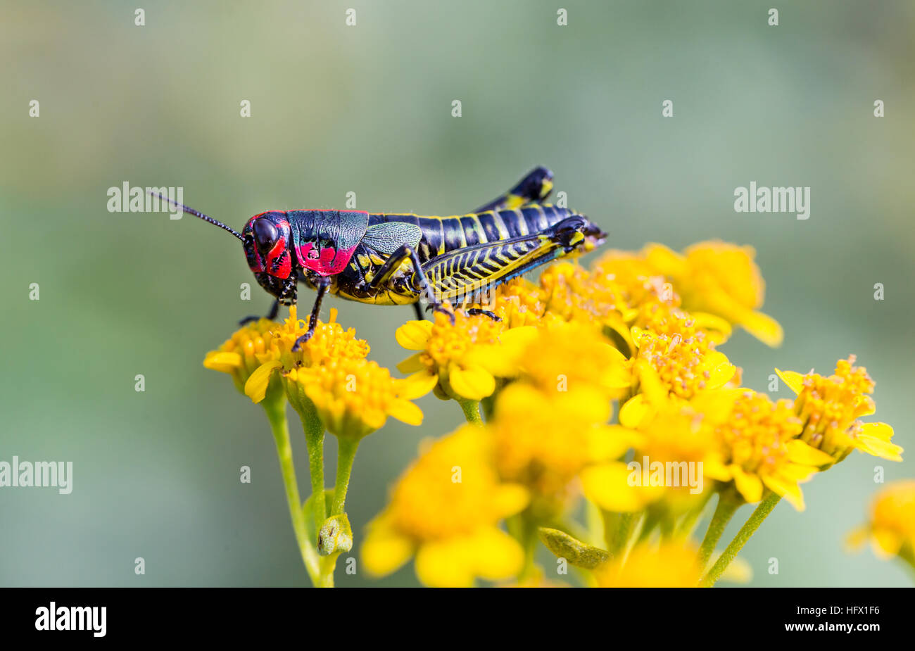Sauterelle arc-en-ciel du Mexique. Banque D'Images