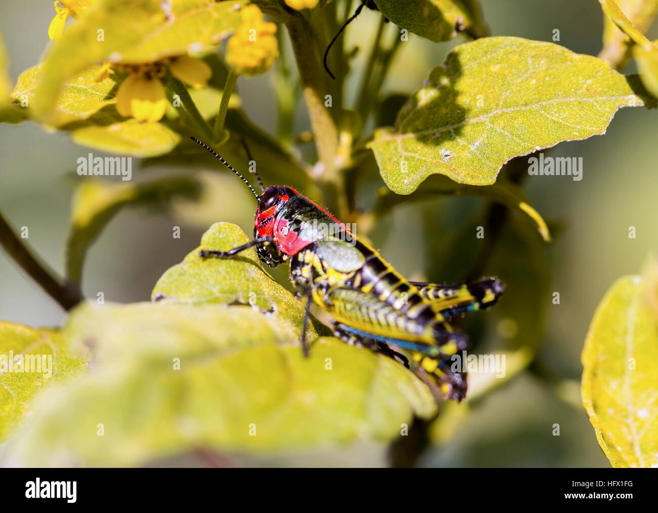 Sauterelle arc-en-ciel du Mexique. Banque D'Images