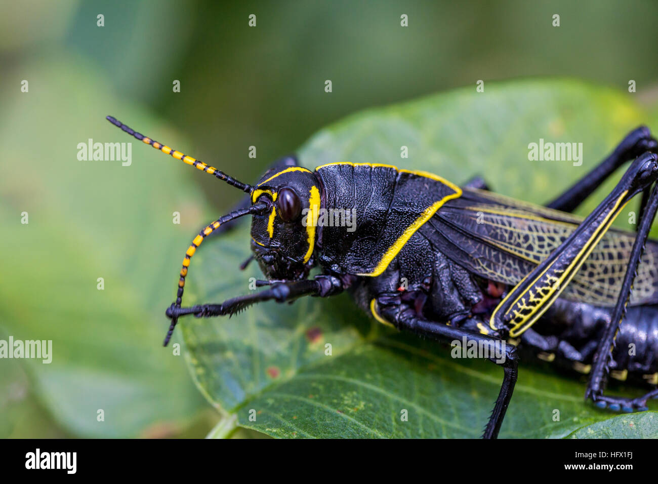 Le cheval de l'ouest lubber grasshopper est un nombre relativement important d'espèces de sauterelles sauterelle la famille trouve Banque D'Images