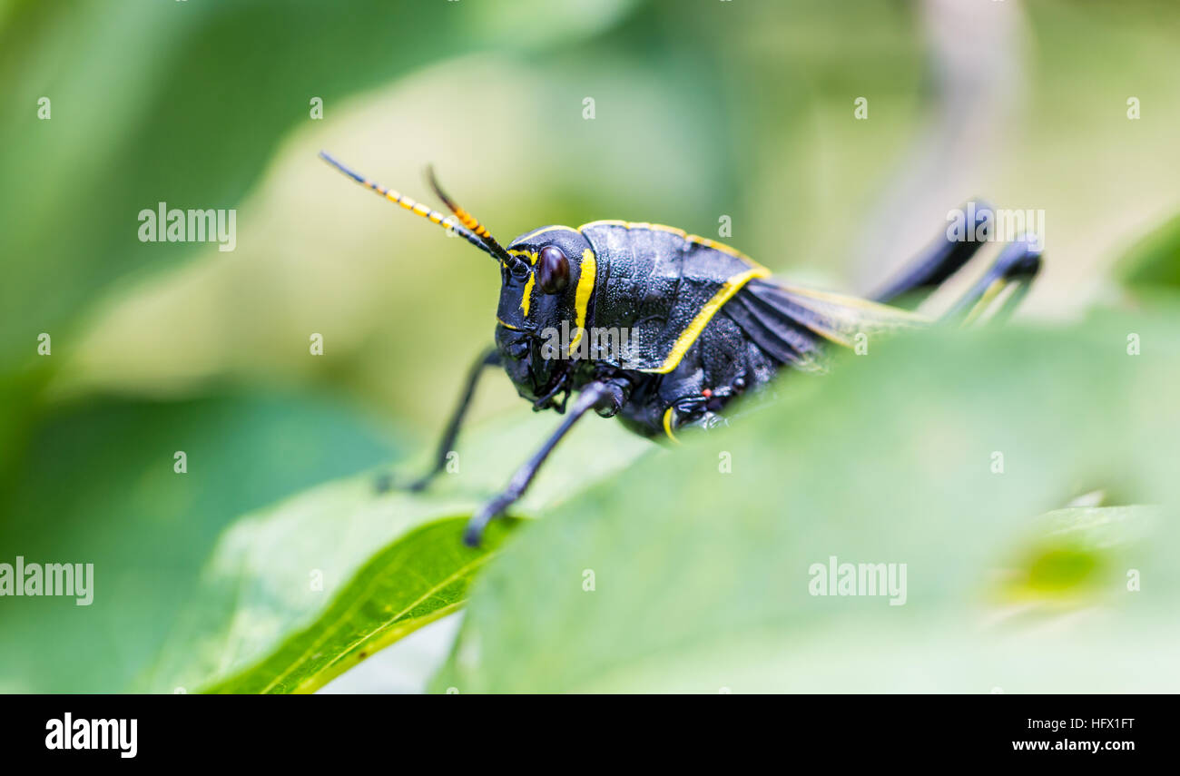 Le cheval de l'ouest lubber grasshopper est un nombre relativement important d'espèces de sauterelles sauterelle la famille trouve Banque D'Images
