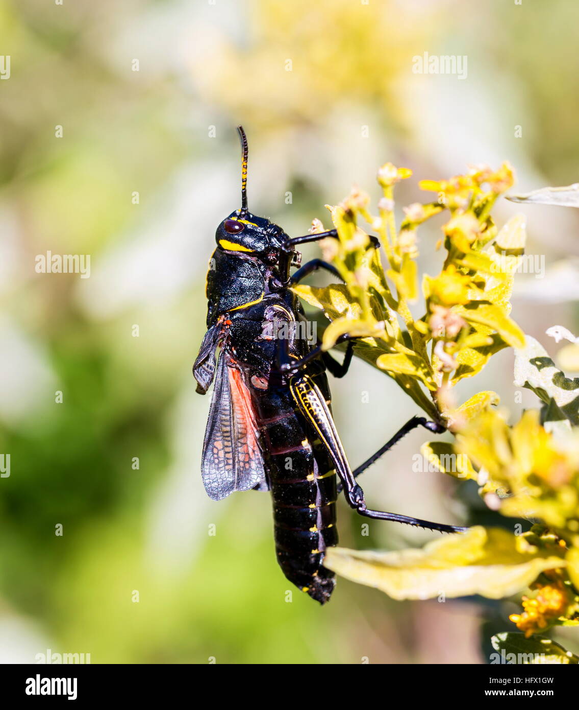 Le cheval de l'ouest lubber grasshopper est un nombre relativement important d'espèces de sauterelles sauterelle la famille trouve Banque D'Images