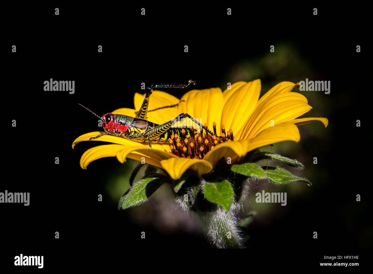 Sauterelle arc-en-ciel du Mexique. Banque D'Images