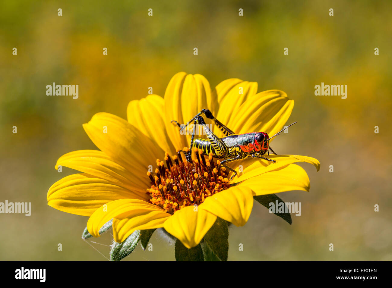 Sauterelle arc-en-ciel du Mexique. Banque D'Images