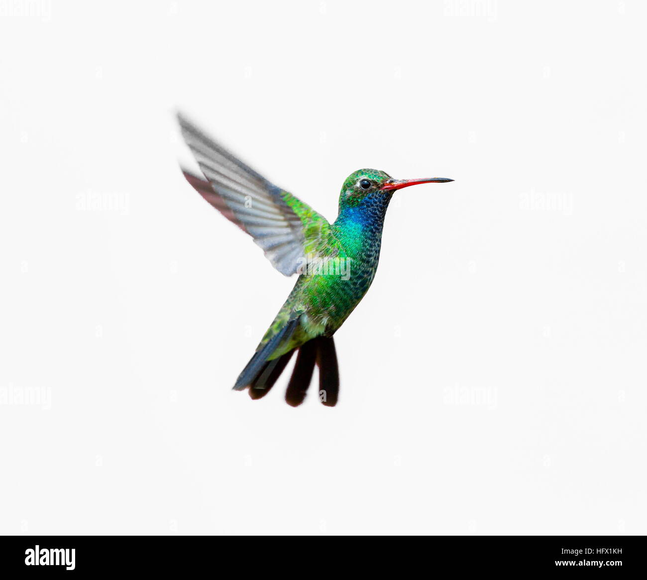 Large bec colibri. Banque D'Images