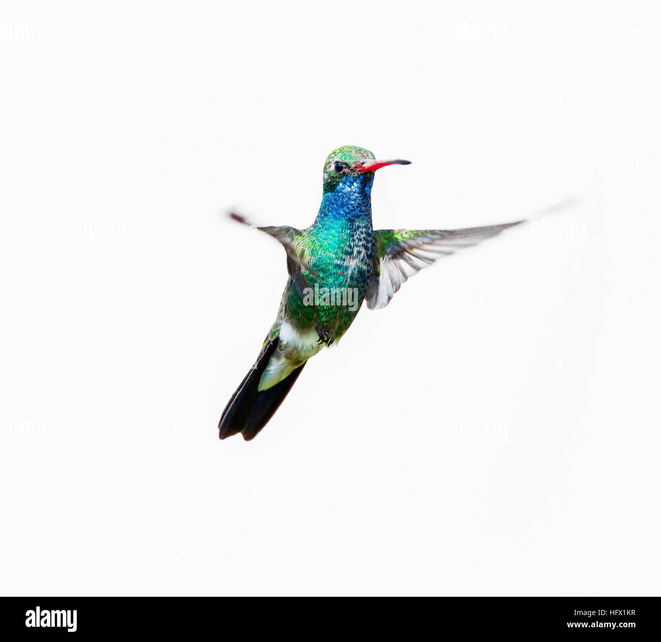 Large bec colibri. Banque D'Images