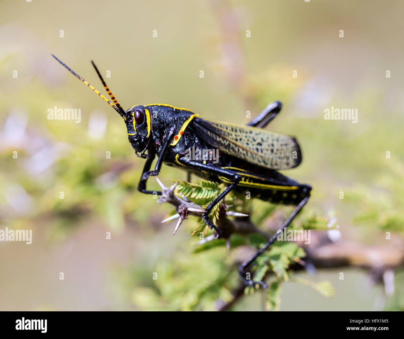 Le cheval de l'ouest lubber grasshopper est un nombre relativement important d'espèces de sauterelles sauterelle la famille trouve Banque D'Images