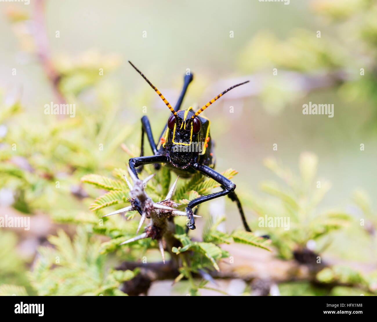 Le cheval de l'ouest lubber grasshopper est un nombre relativement important d'espèces de sauterelles sauterelle la famille trouve Banque D'Images
