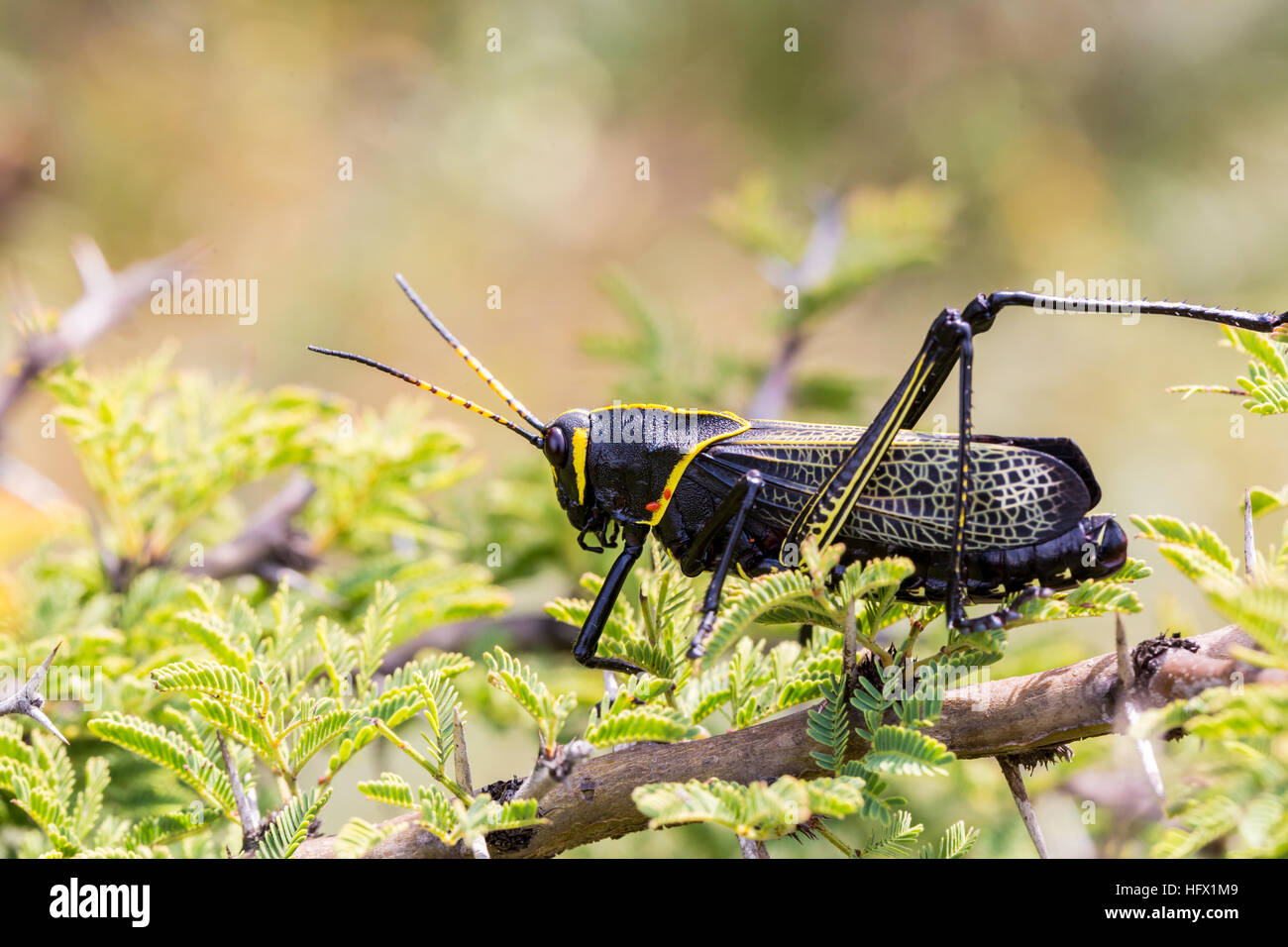 Le cheval de l'ouest lubber grasshopper est un nombre relativement important d'espèces de sauterelles sauterelle la famille trouve Banque D'Images