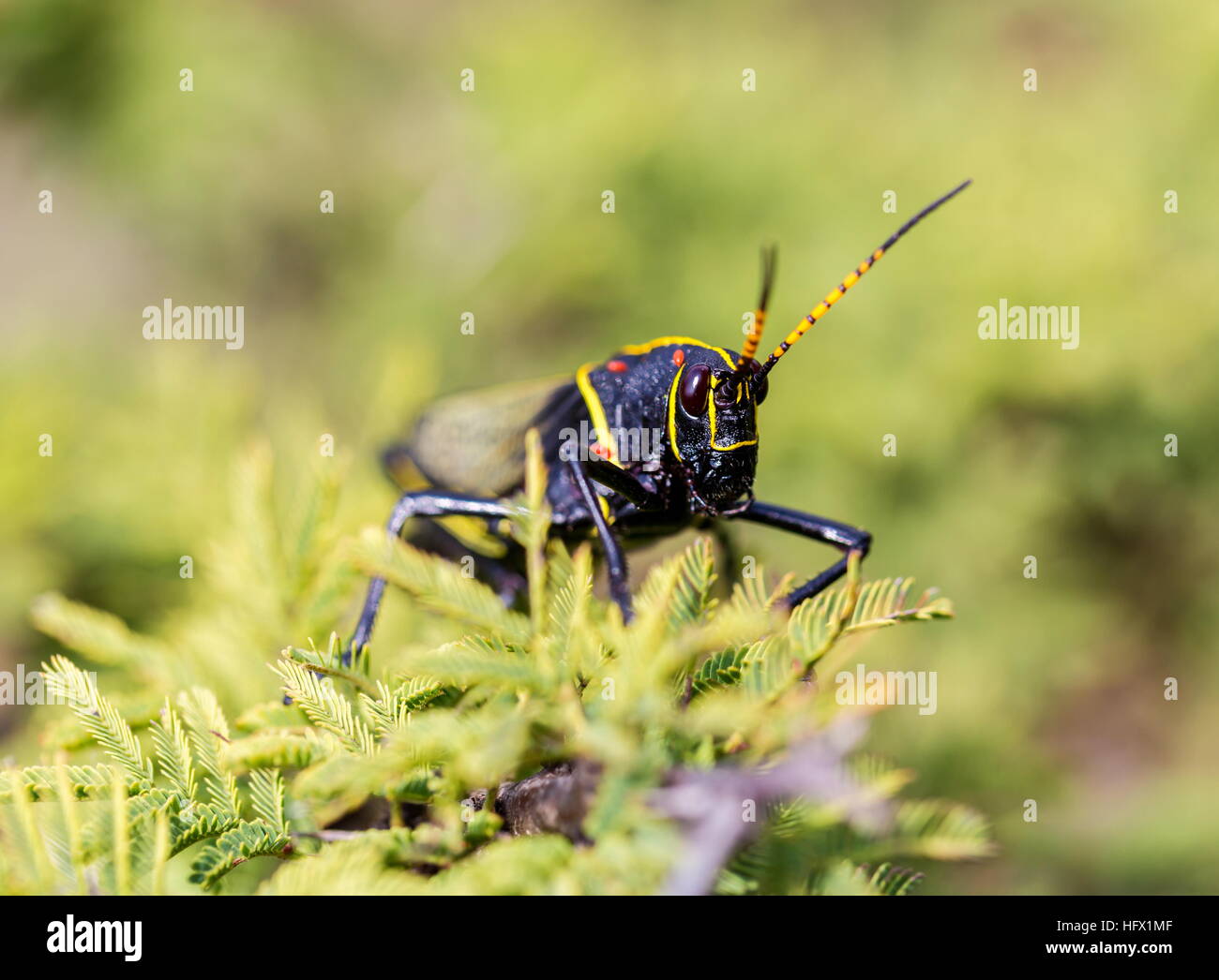 Le cheval de l'ouest lubber grasshopper est un nombre relativement important d'espèces de sauterelles sauterelle la famille trouve Banque D'Images