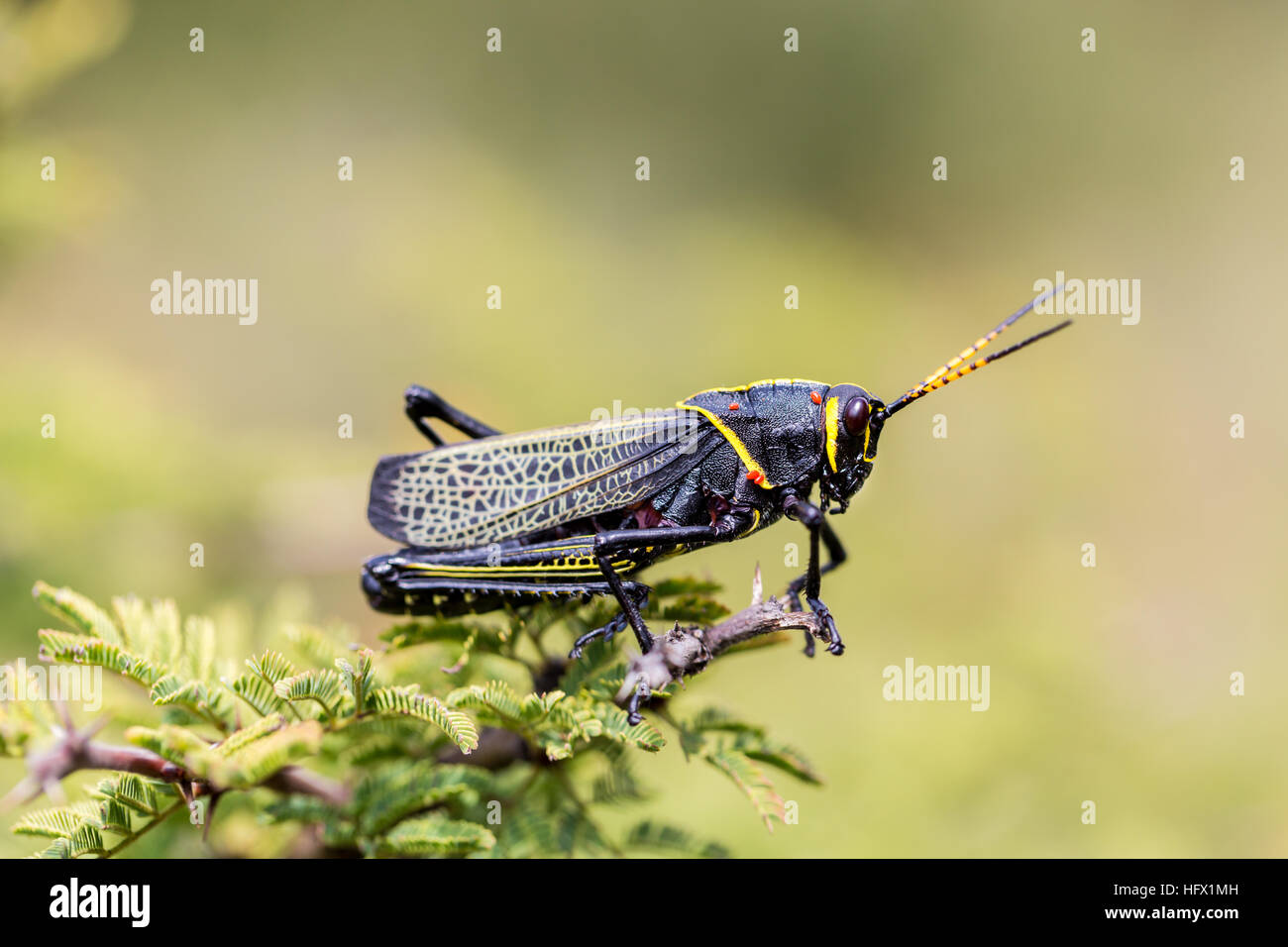 Le cheval de l'ouest lubber grasshopper est un nombre relativement important d'espèces de sauterelles sauterelle la famille trouve Banque D'Images