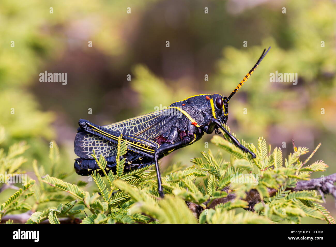 Le cheval de l'ouest lubber grasshopper est un nombre relativement important d'espèces de sauterelles sauterelle la famille trouve Banque D'Images