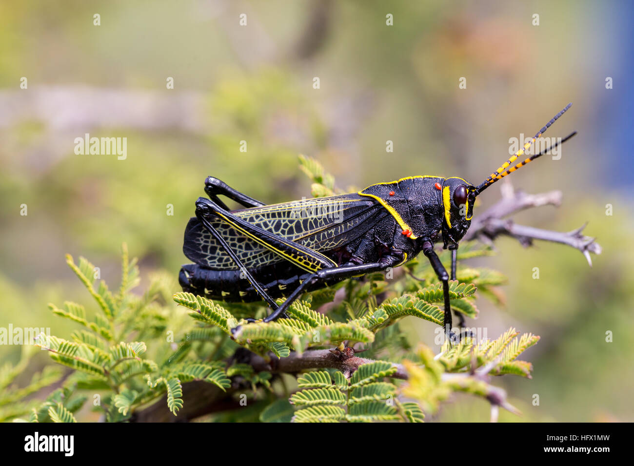 Le cheval de l'ouest lubber grasshopper est un nombre relativement important d'espèces de sauterelles sauterelle la famille trouve Banque D'Images