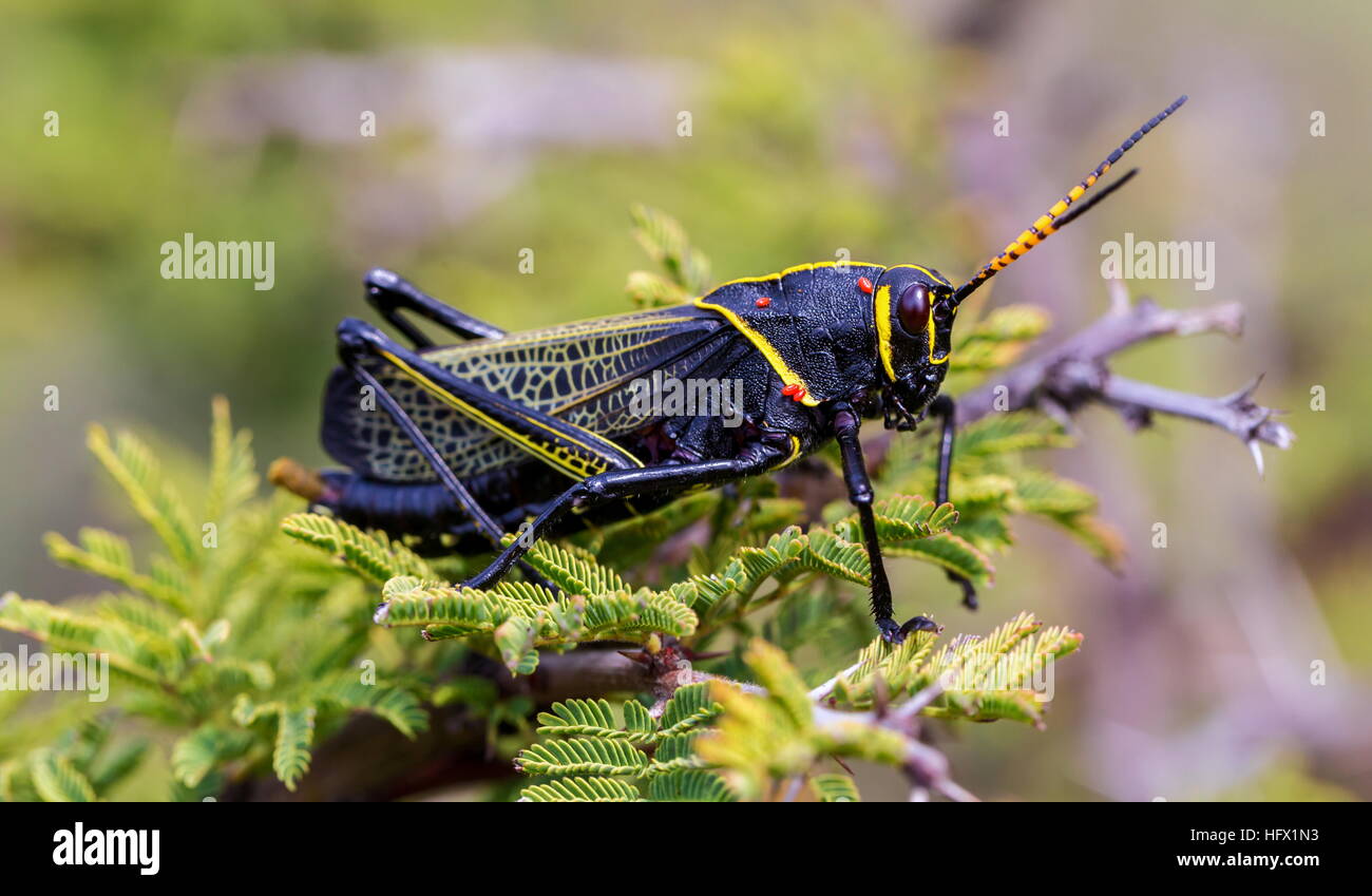 Le cheval de l'ouest lubber grasshopper est un nombre relativement important d'espèces de sauterelles sauterelle la famille trouve Banque D'Images