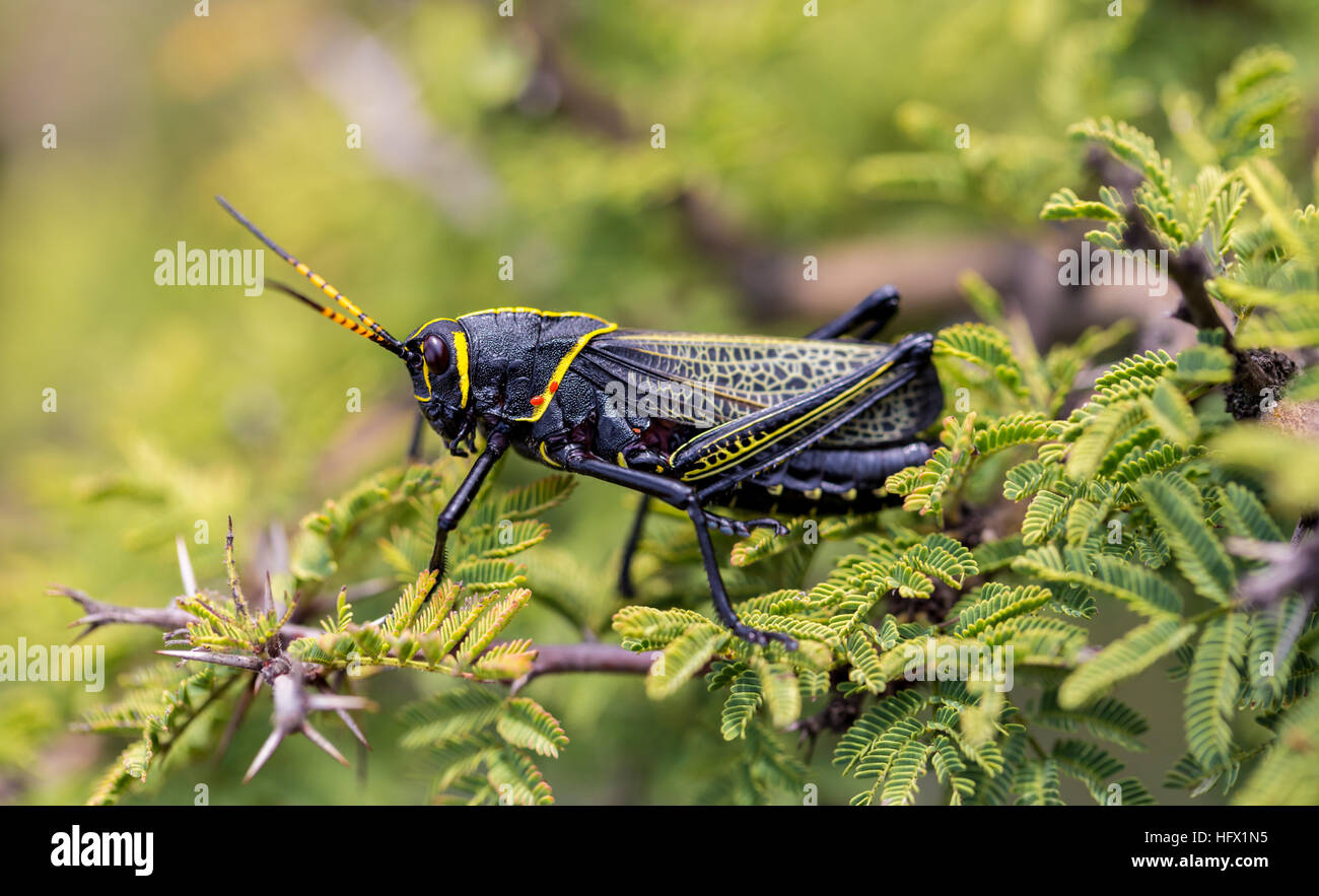 Le cheval de l'ouest lubber grasshopper est un nombre relativement important d'espèces de sauterelles sauterelle la famille trouve Banque D'Images