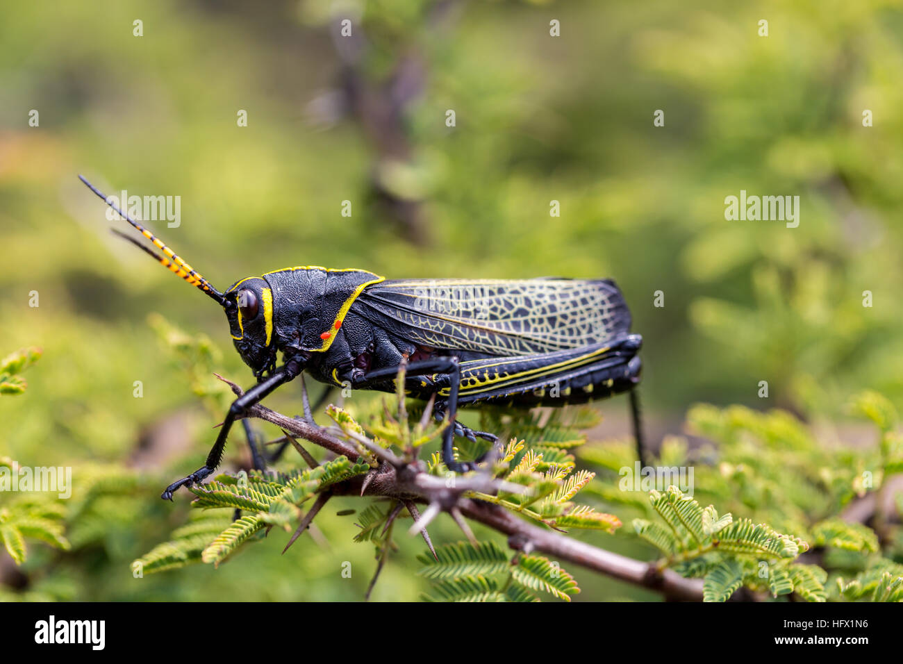 Le cheval de l'ouest lubber grasshopper est un nombre relativement important d'espèces de sauterelles sauterelle la famille trouve Banque D'Images