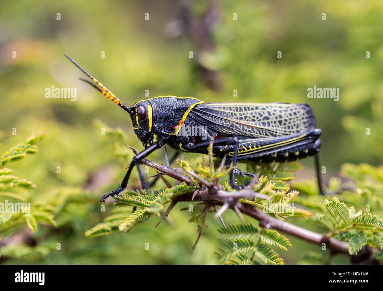 Le cheval de l'ouest lubber grasshopper est un nombre relativement important d'espèces de sauterelles sauterelle la famille trouve Banque D'Images