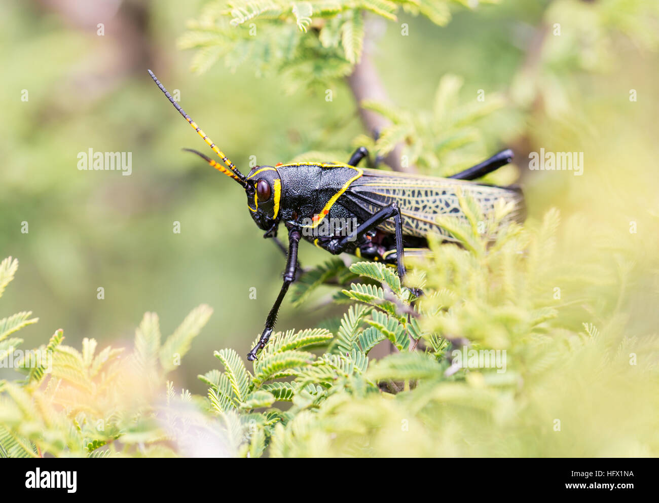 Le cheval de l'ouest lubber grasshopper est un nombre relativement important d'espèces de sauterelles sauterelle la famille trouve Banque D'Images