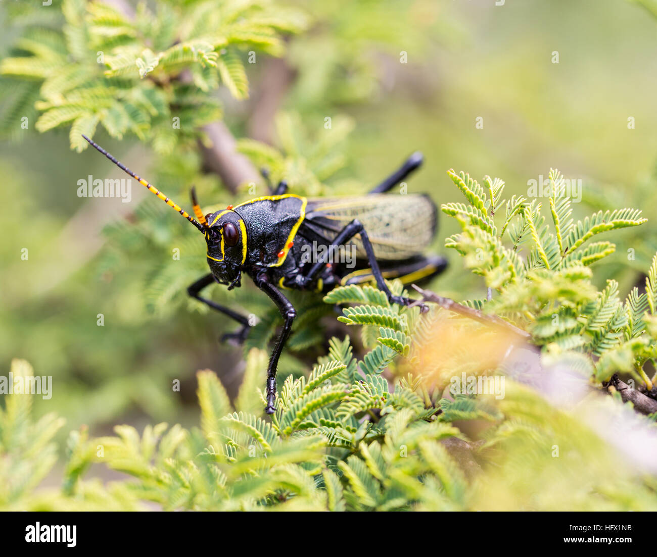 Le cheval de l'ouest lubber grasshopper est un nombre relativement important d'espèces de sauterelles sauterelle la famille trouve Banque D'Images