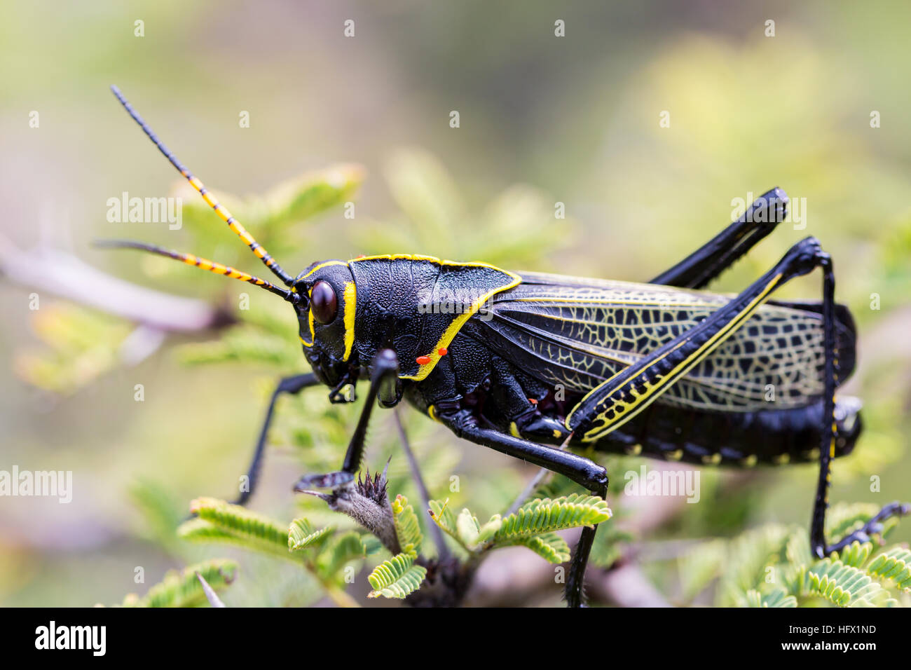 Le cheval de l'ouest lubber grasshopper est un nombre relativement important d'espèces de sauterelles sauterelle la famille trouve Banque D'Images