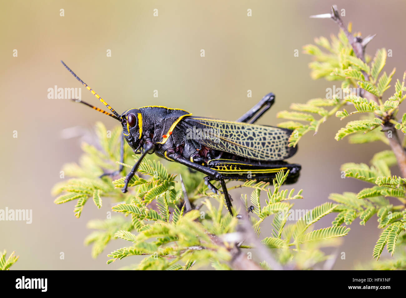 Le cheval de l'ouest lubber grasshopper est un nombre relativement important d'espèces de sauterelles sauterelle la famille trouve Banque D'Images
