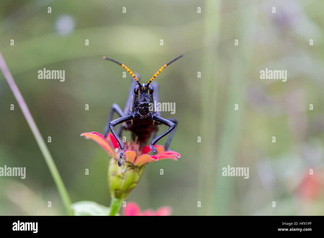 Le cheval de l'ouest lubber grasshopper est un nombre relativement important d'espèces de sauterelles sauterelle la famille trouve Banque D'Images