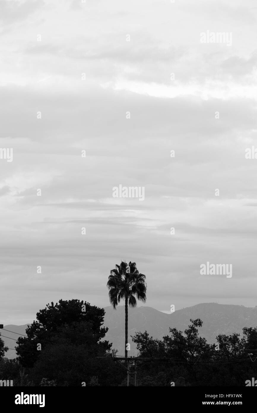 Palmiers en Californie Banque D'Images