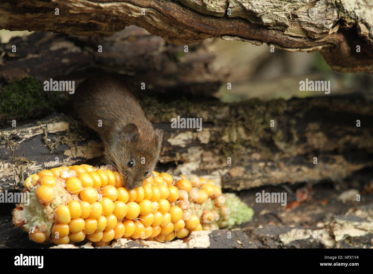 Un Campagnol roussâtre (Myodes glareolus) avec un épi de maïs qu'il est en train de manger. Banque D'Images