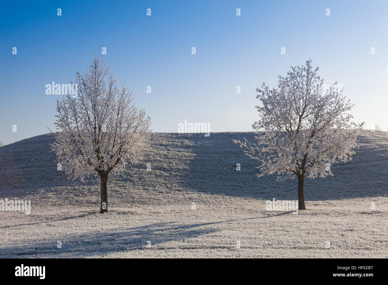 La neige et le givre couverts d'arbres dans le matin glacial. Paysage d'hiver incroyable. Banque D'Images