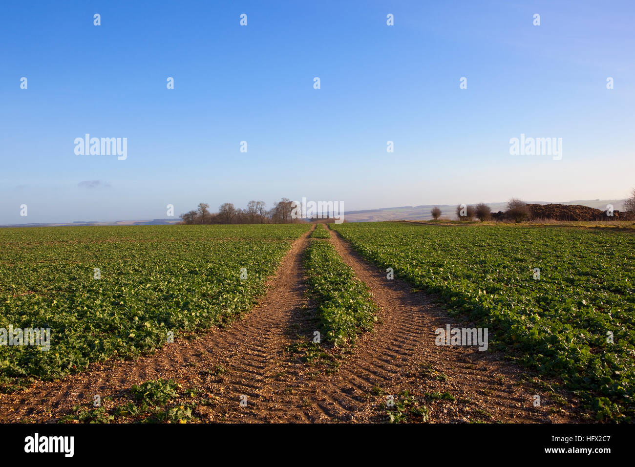 Un jeune de la récolte de colza avec traces de calcaire dans un paysage english channel sous un ciel bleu clair en hiver. Banque D'Images Un jeune de la récolte de colza avec traces de calcaire dans un paysage english channel sous un ciel bleu clair en hiver. Banque D'Images