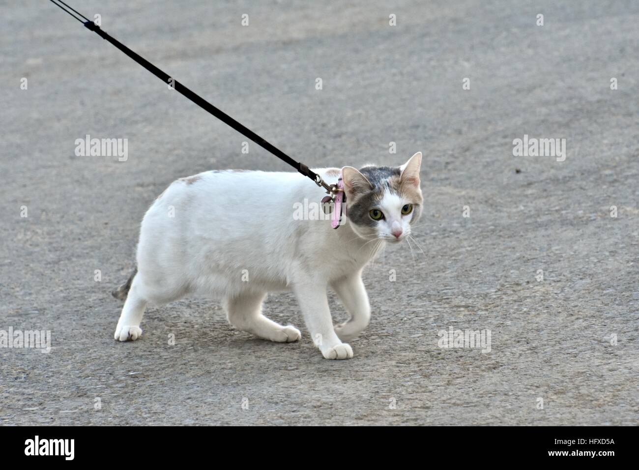 Un beau chat calico en laisse tout en prenant une marche avec son maître Banque D'Images