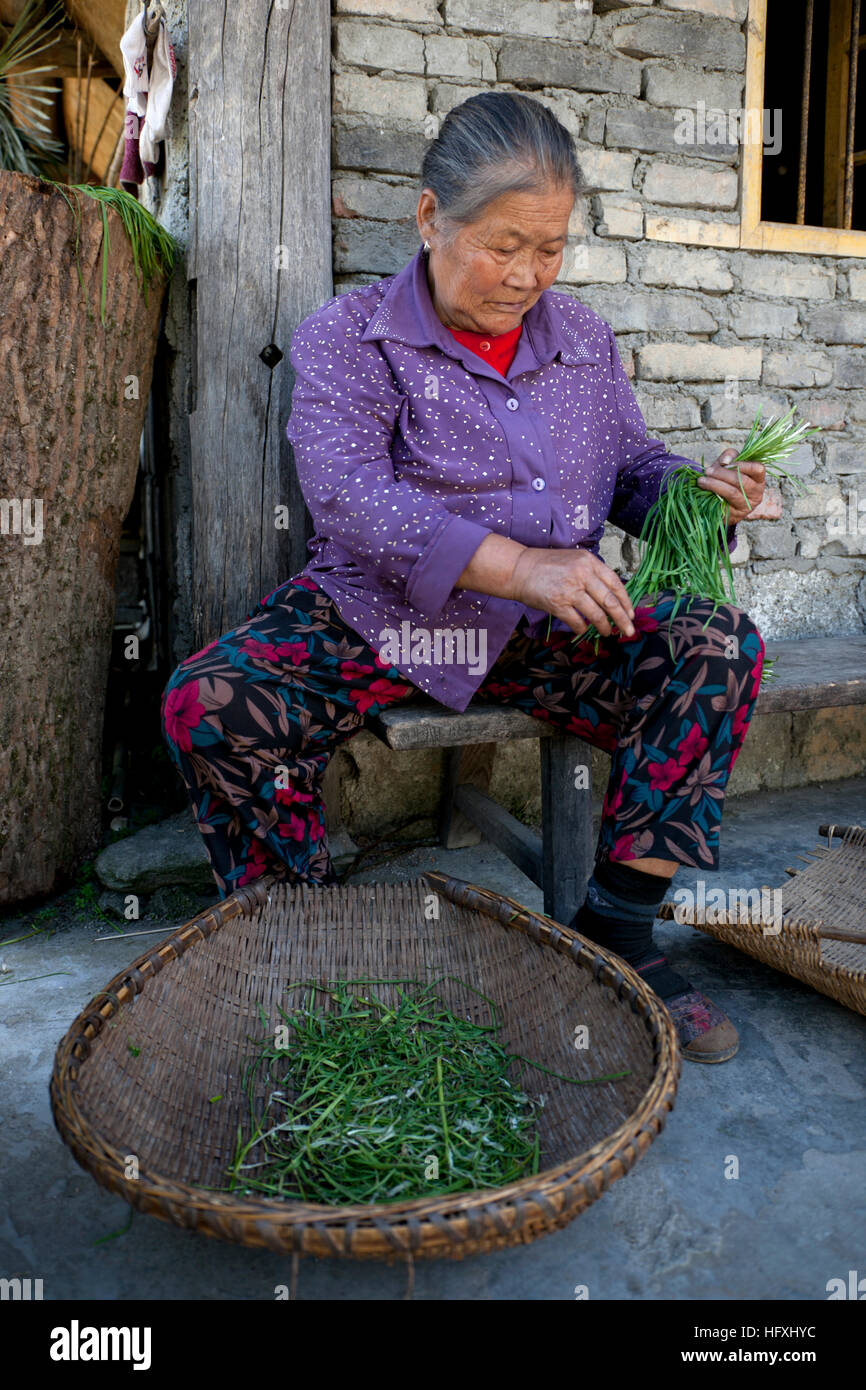 Une vieille femme chinoise le nettoyage et le tri des paquets de la ciboulette. Banque D'Images