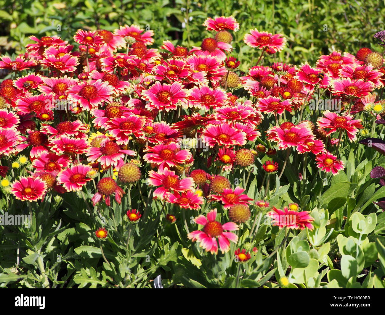 Le rouge et jaune Gaillardia aristata 'Sunset Snappy'- blanketflower commune en pleine floraison Banque D'Images