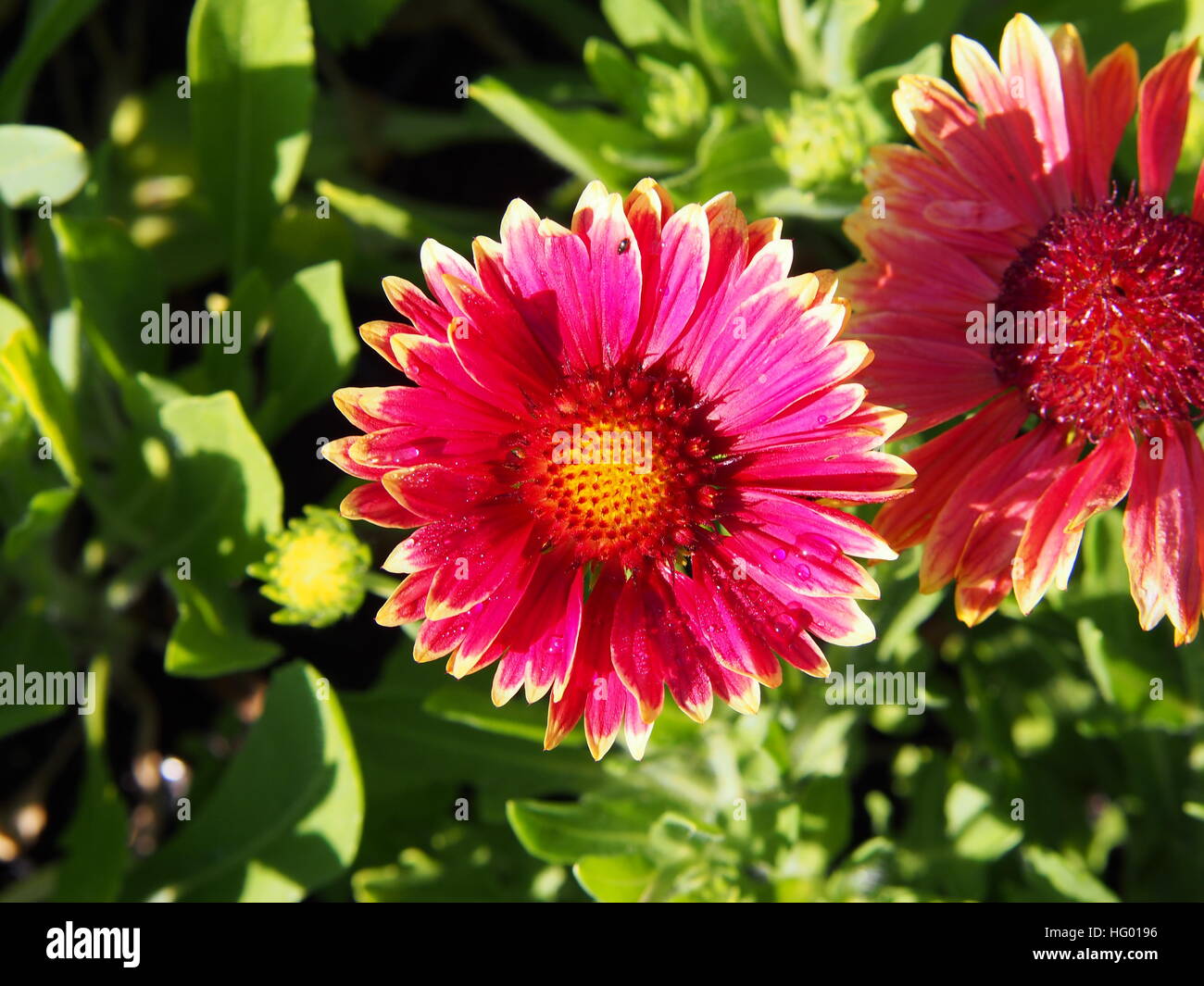 Le rouge et jaune Gaillardia aristata 'Sunset Snappy'- blanketflower commune en pleine floraison Banque D'Images