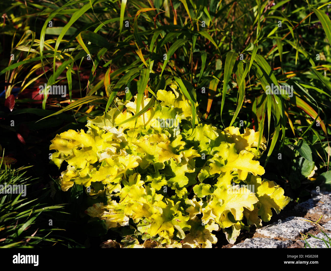 Heuchère (coral bells, alumroot) 'Lime' avec marmelade Hakonechloa (Hakone grass) et Luzula pilosa 'igel' Banque D'Images